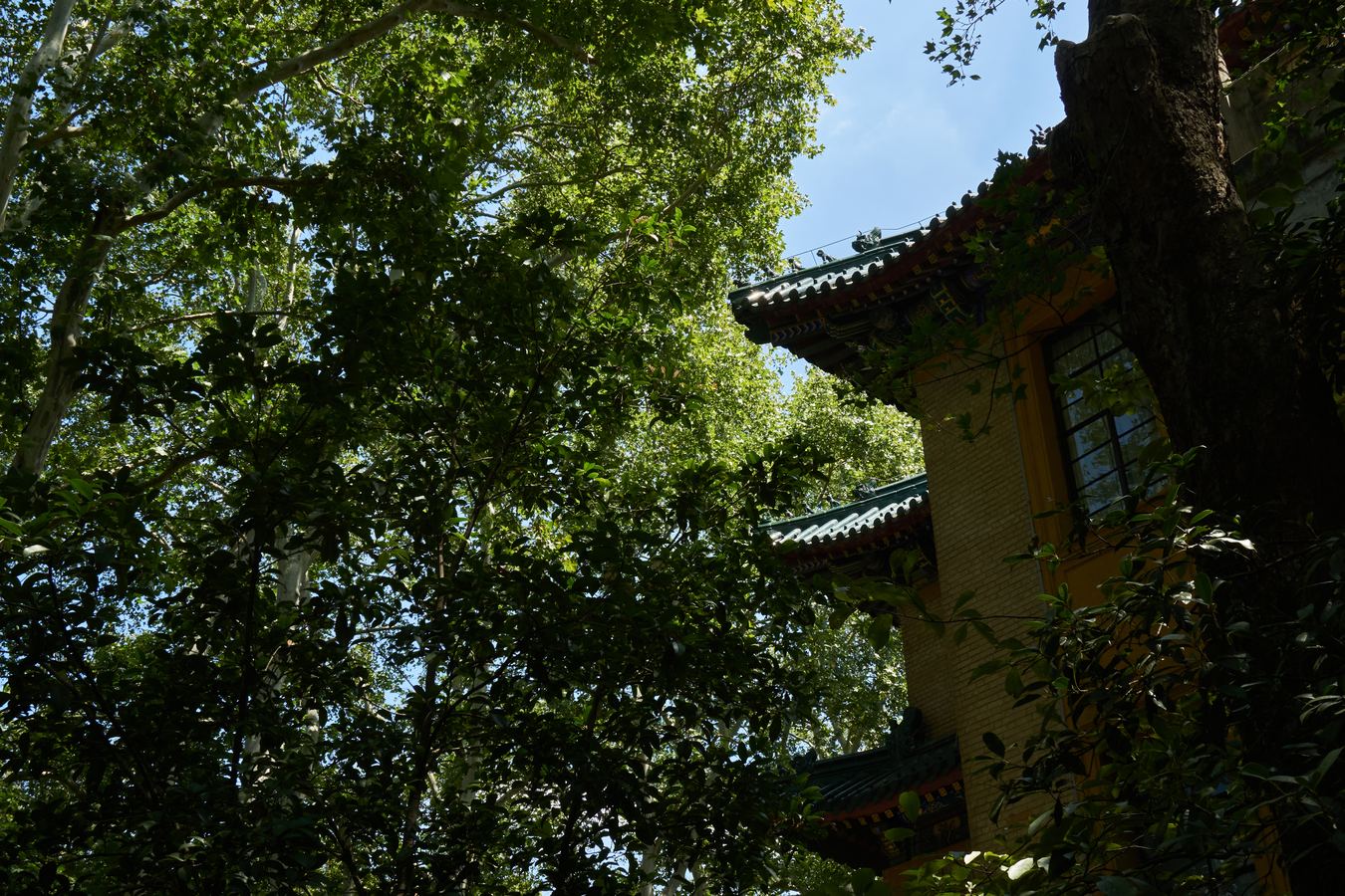 Trees and temple